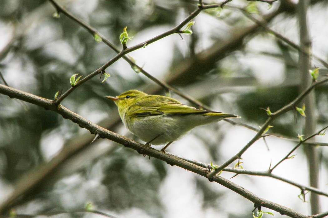 Wood Warbler