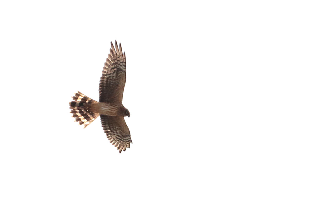 Pallid Harrier