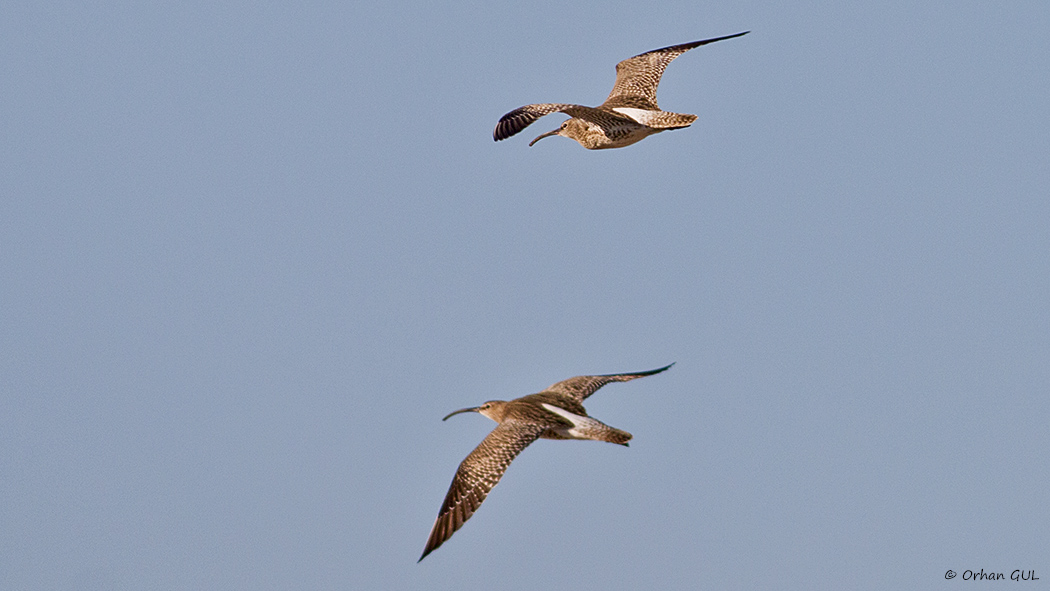 Eurasian Whimbrel