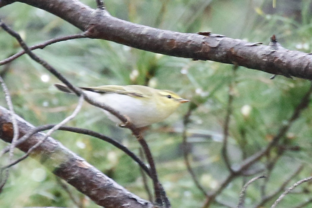 Wood Warbler