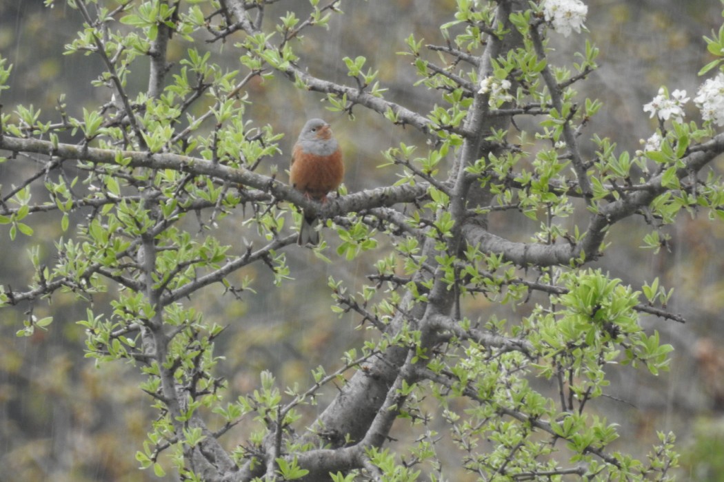 Cretzschmar`s Bunting