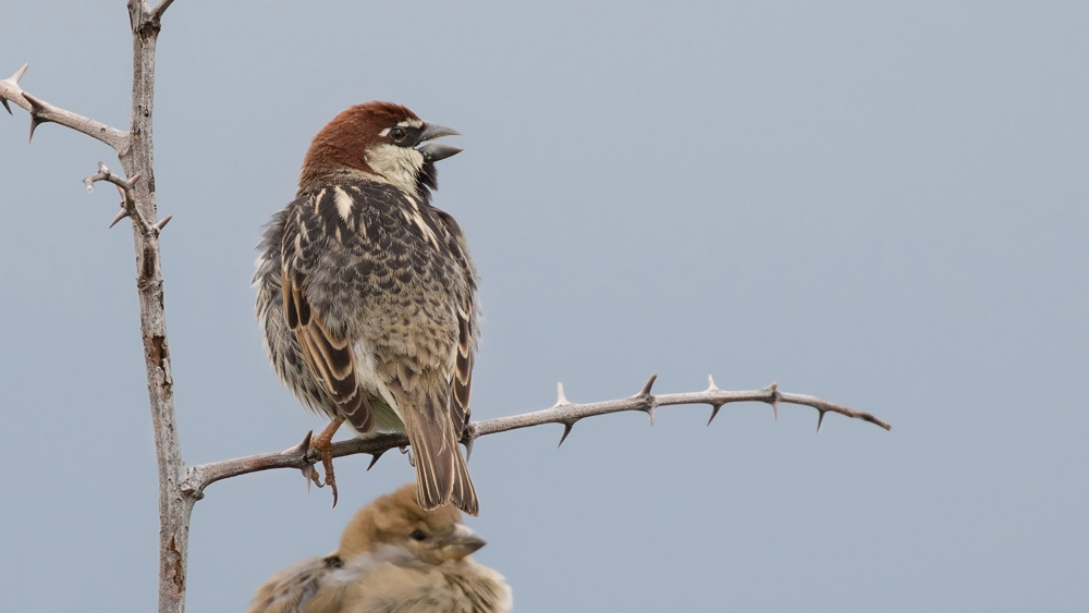 Spanish Sparrow