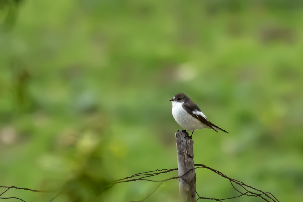 European Pied Flycatcher