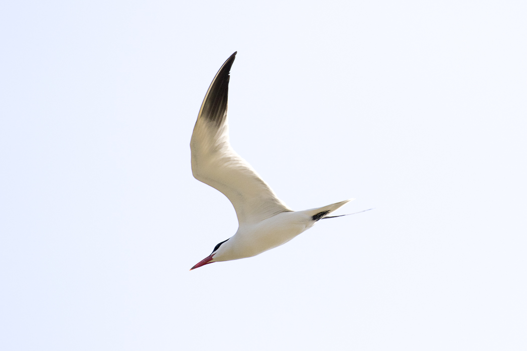 Caspian Tern