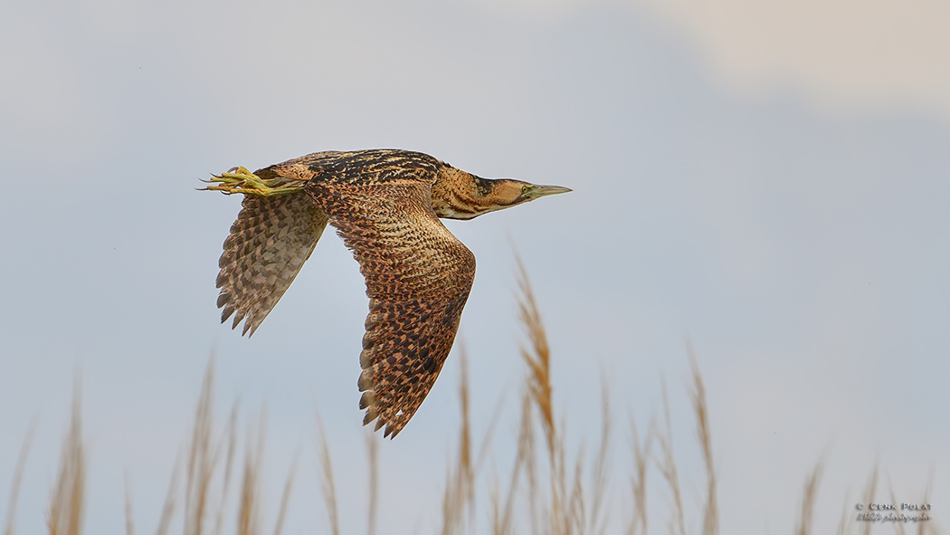 Eurasian Bittern