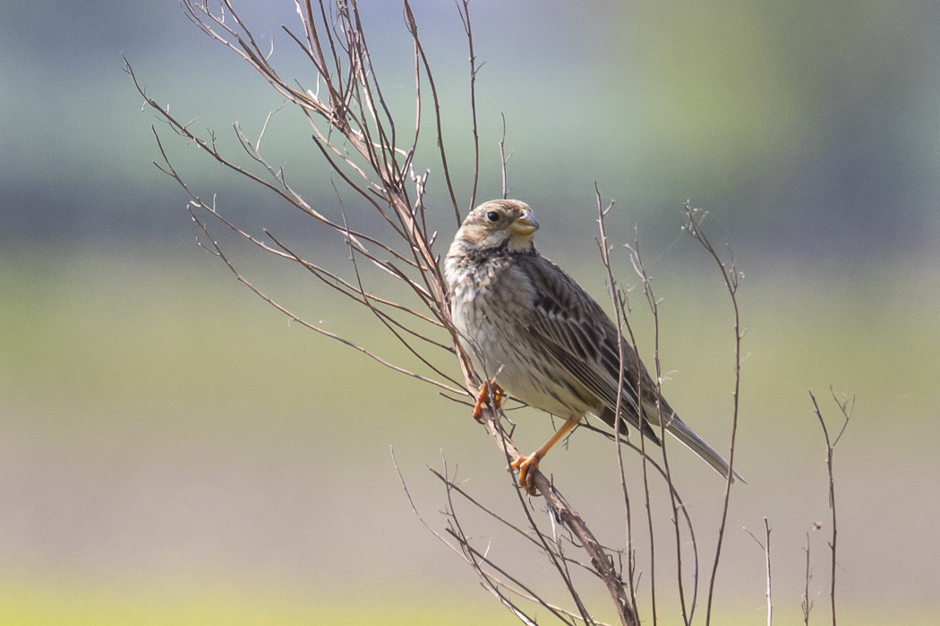 Corn Bunting