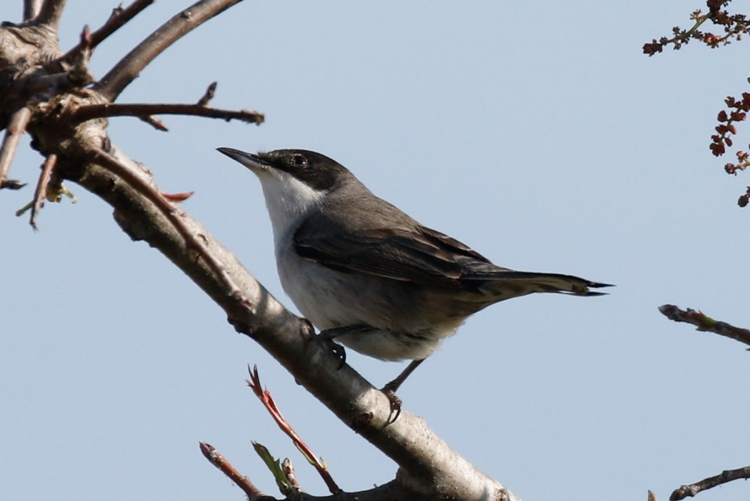 Eastern Orphean Warbler