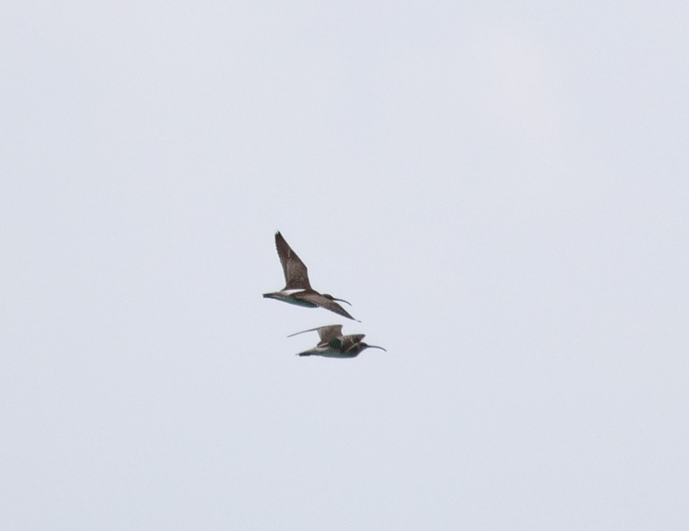 Eurasian Whimbrel