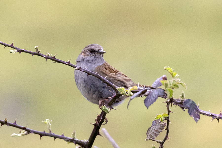 Dunnock