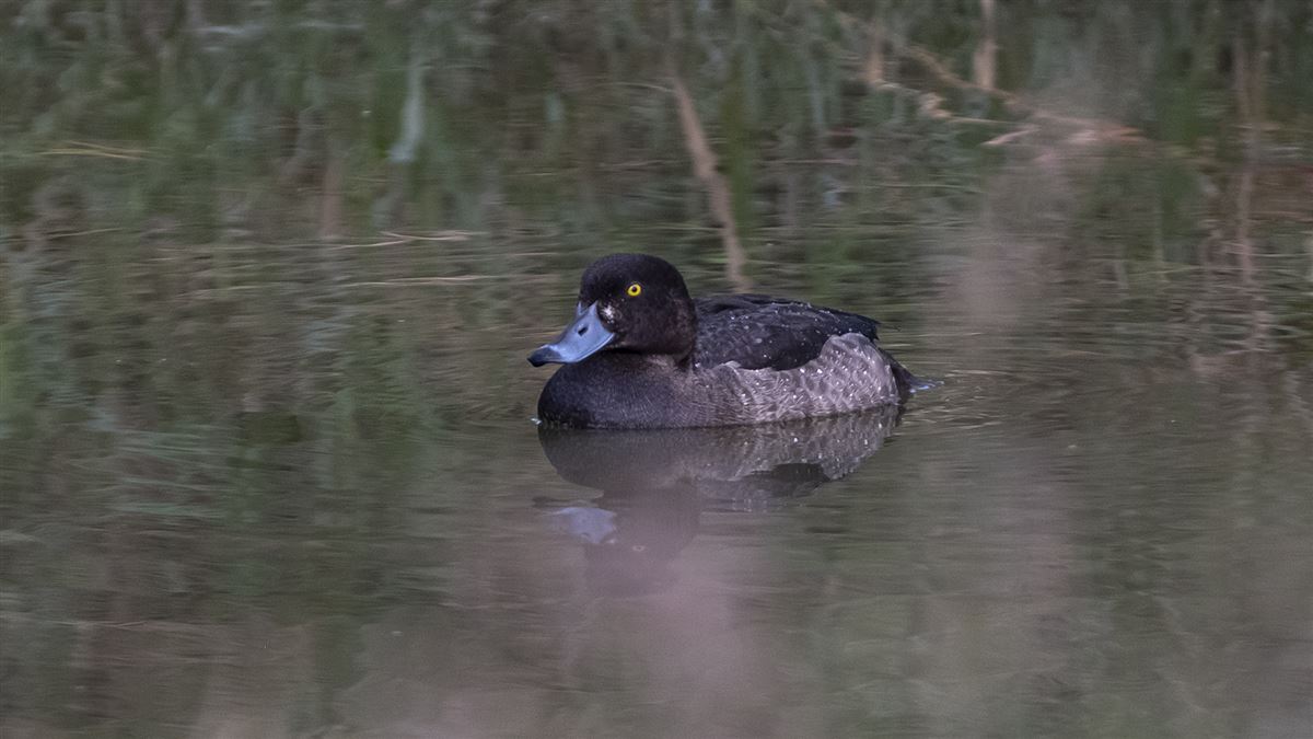 Tepeli Patka