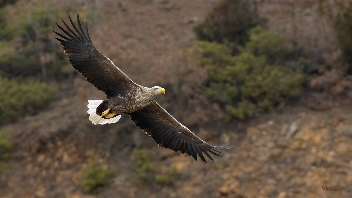 Akkuyruklu Kartal