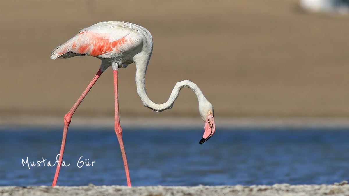 Flamingo