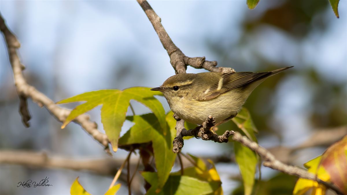 Akkaşlı Çıvgın