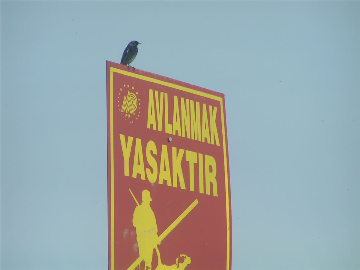 Kara Kızılkuyruk