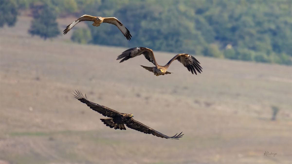 Şah Kartal