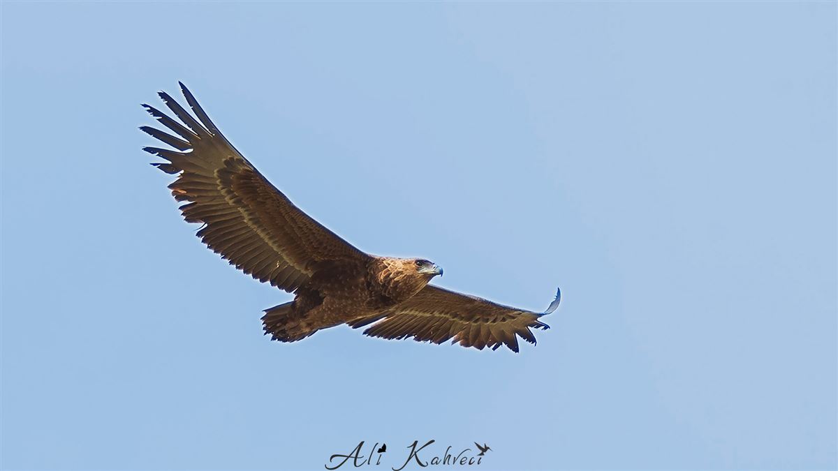 Cambaz Kartal