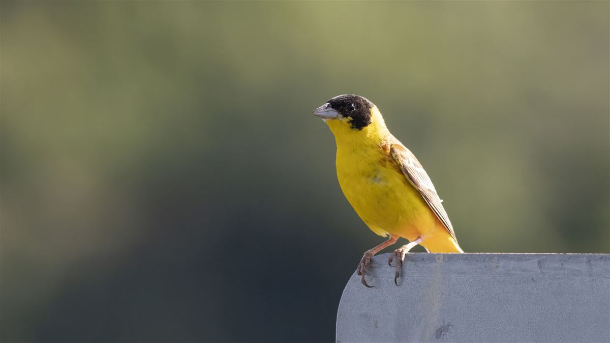 Karabaşlı Kirazkuşu
