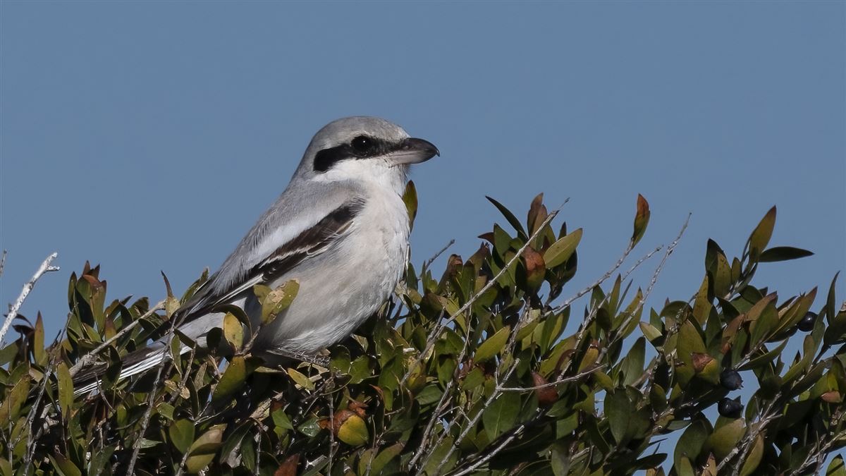 Büyük Örümcekkuşu