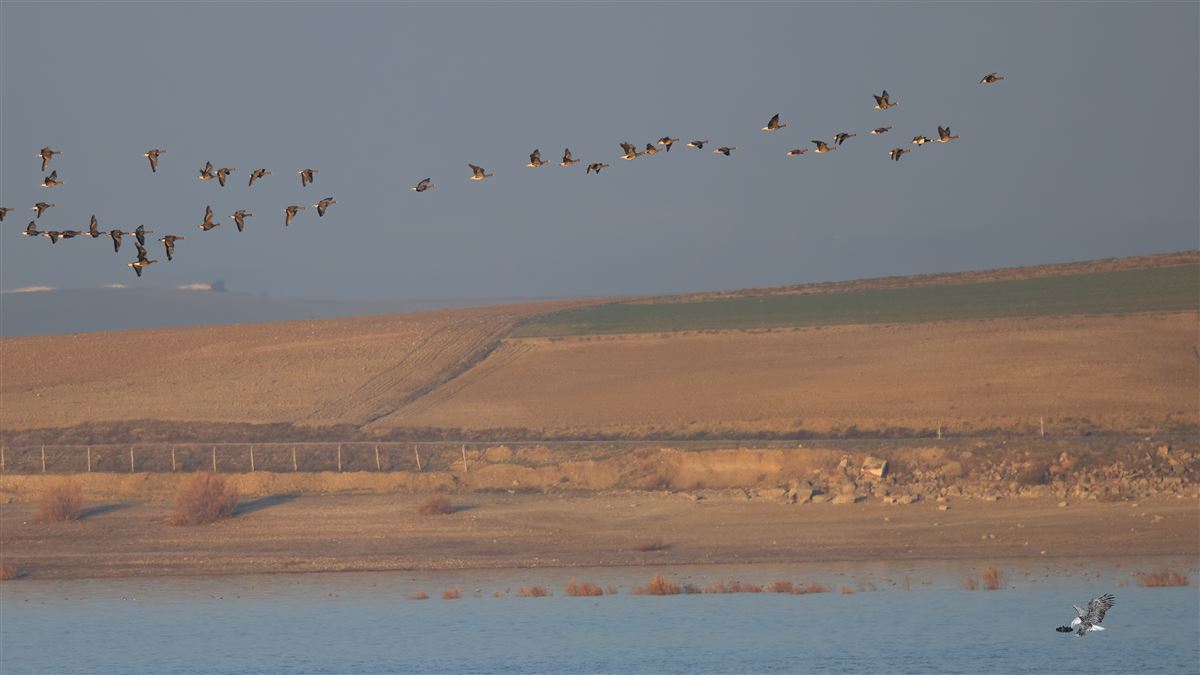 Akyanaklı Kaz