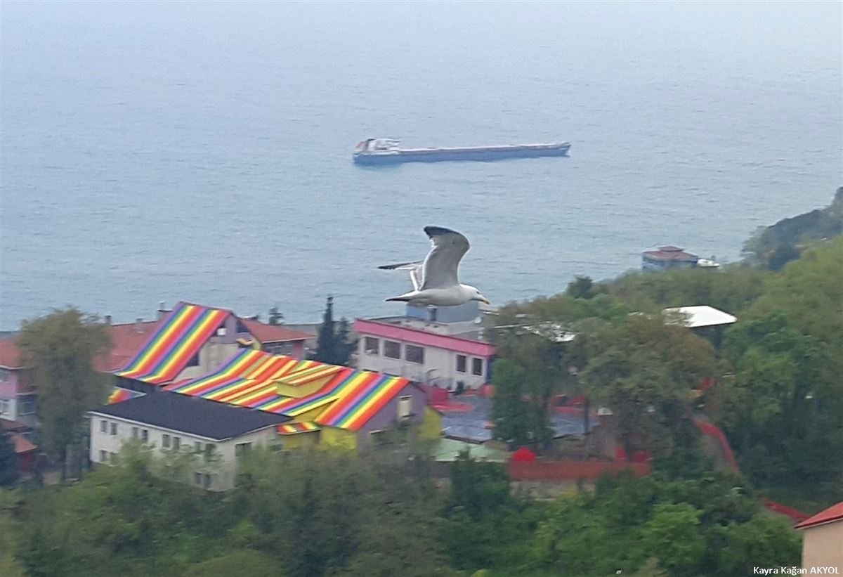 Gümüş Martı