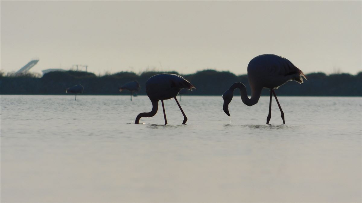 Flamingo