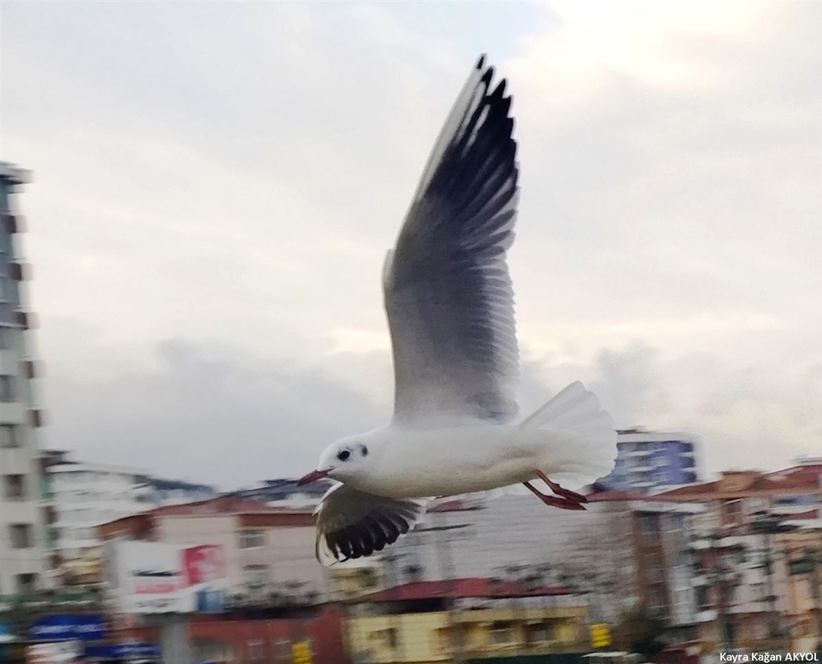 Karabaş Martı