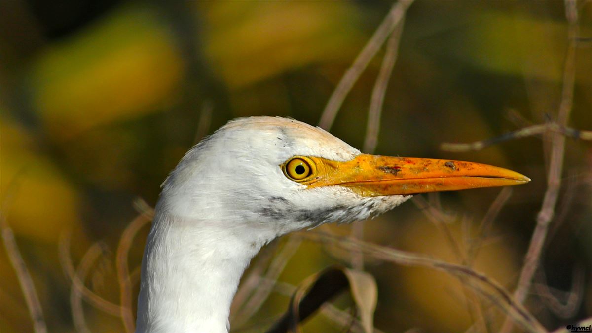 Sığır Balıkçılı