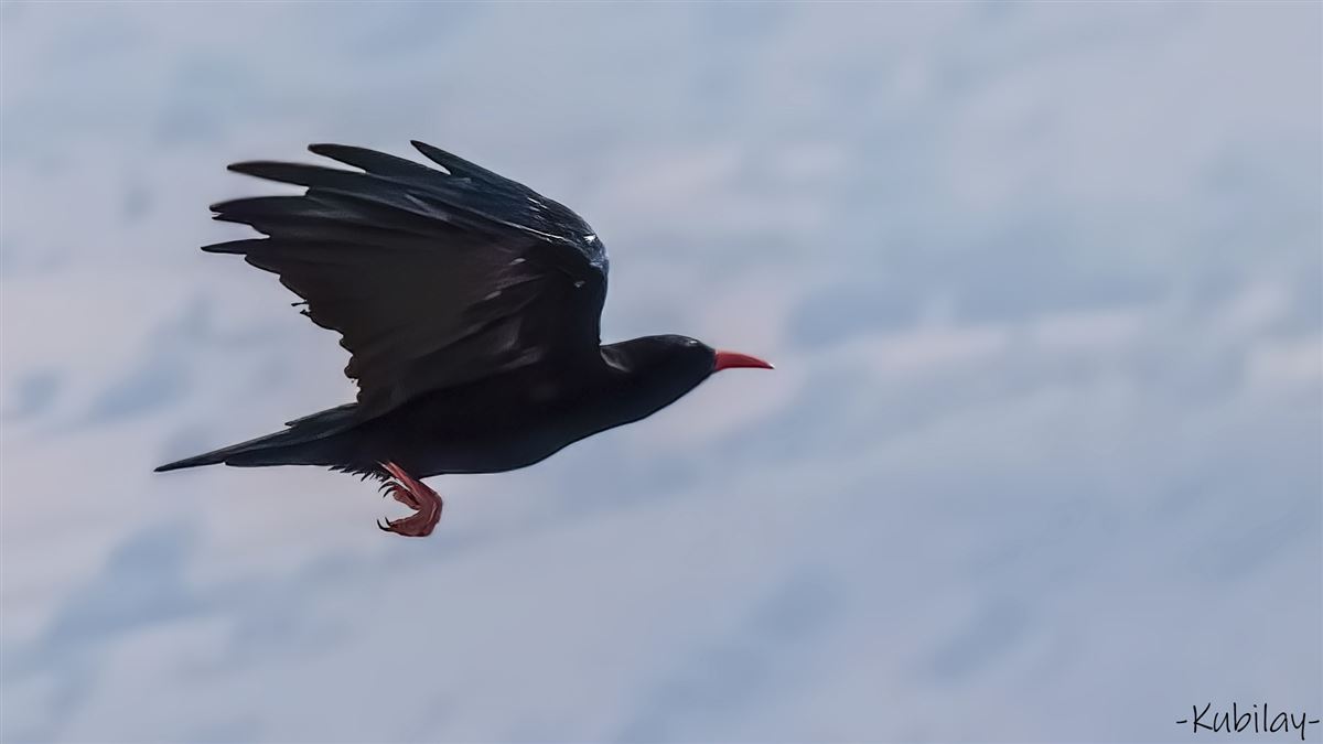 Kırmızıgagalı Dağ Kargası