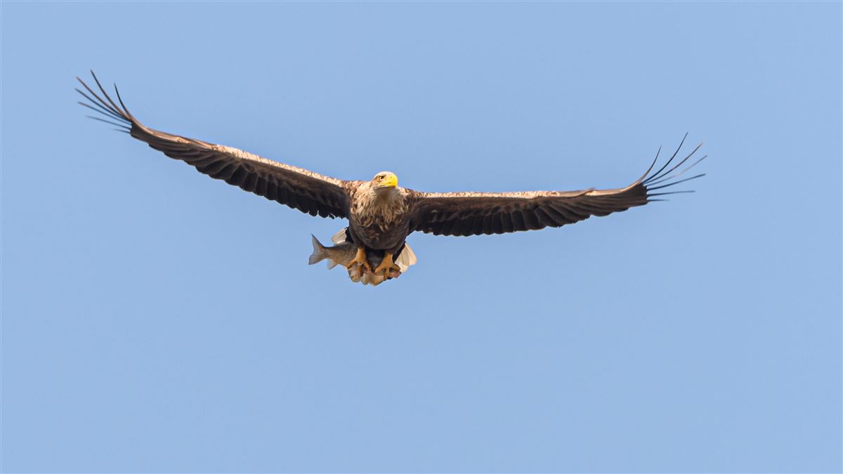 Akkuyruklu Kartal