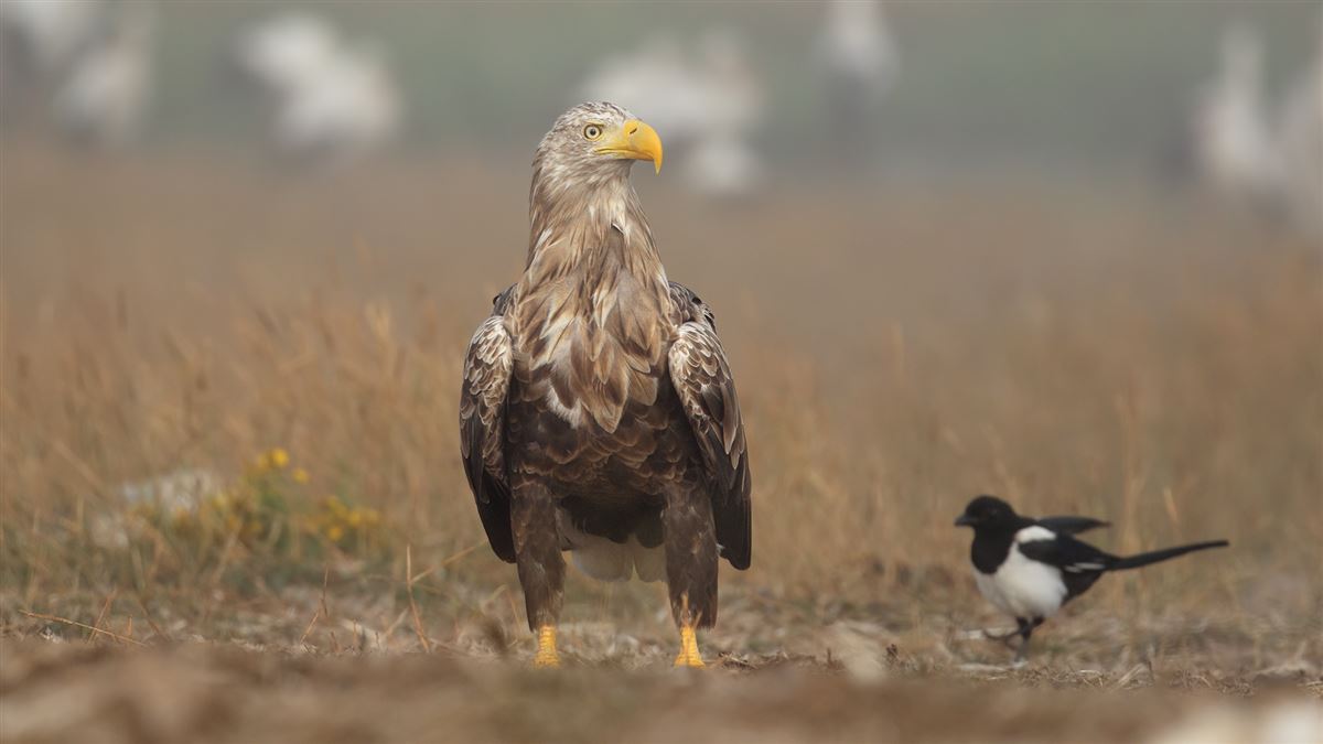 Akkuyruklu Kartal