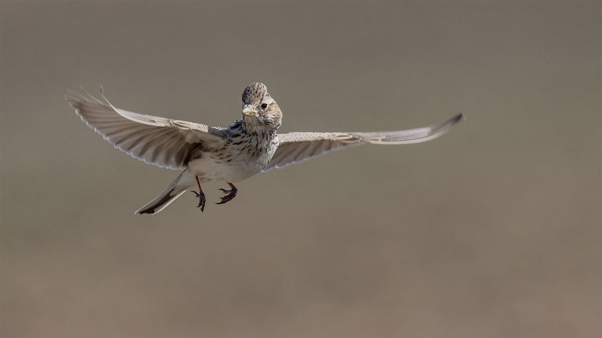 Turkestan Short-toed Lark