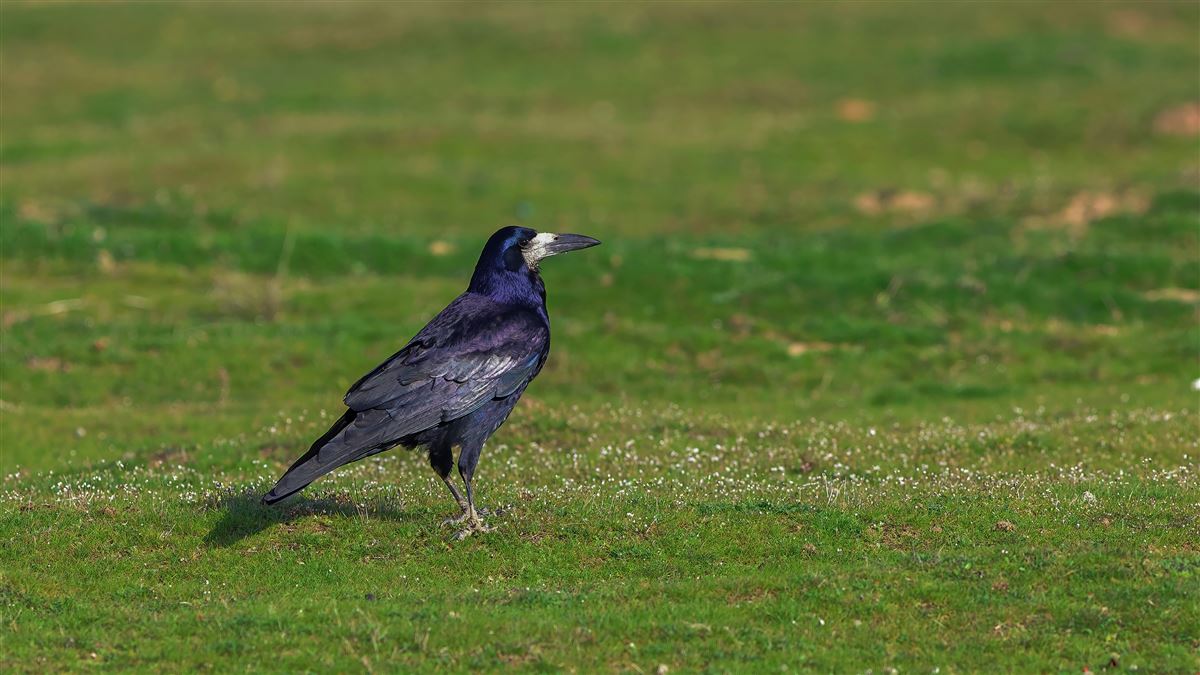 Ekin Kargası