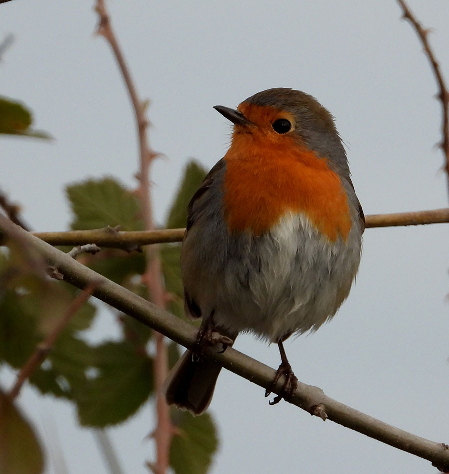 European Robin