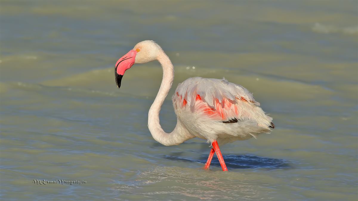 Flamingo