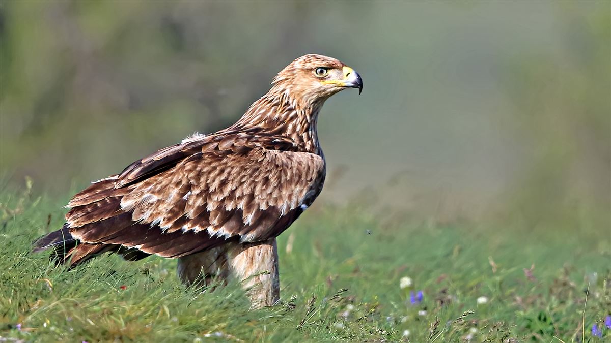 Şah Kartal