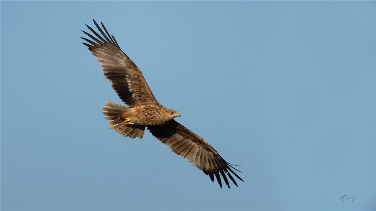 Şah Kartal