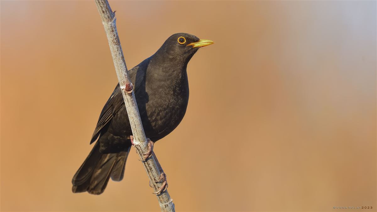 Karatavuk