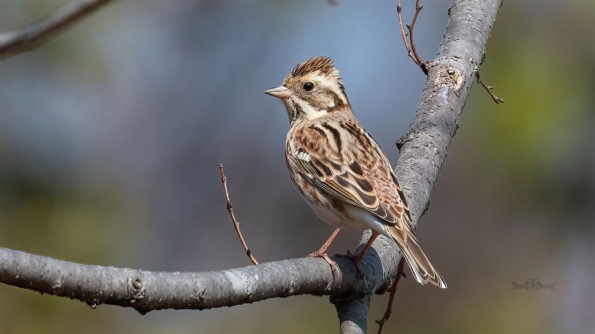 Rustic Bunting
