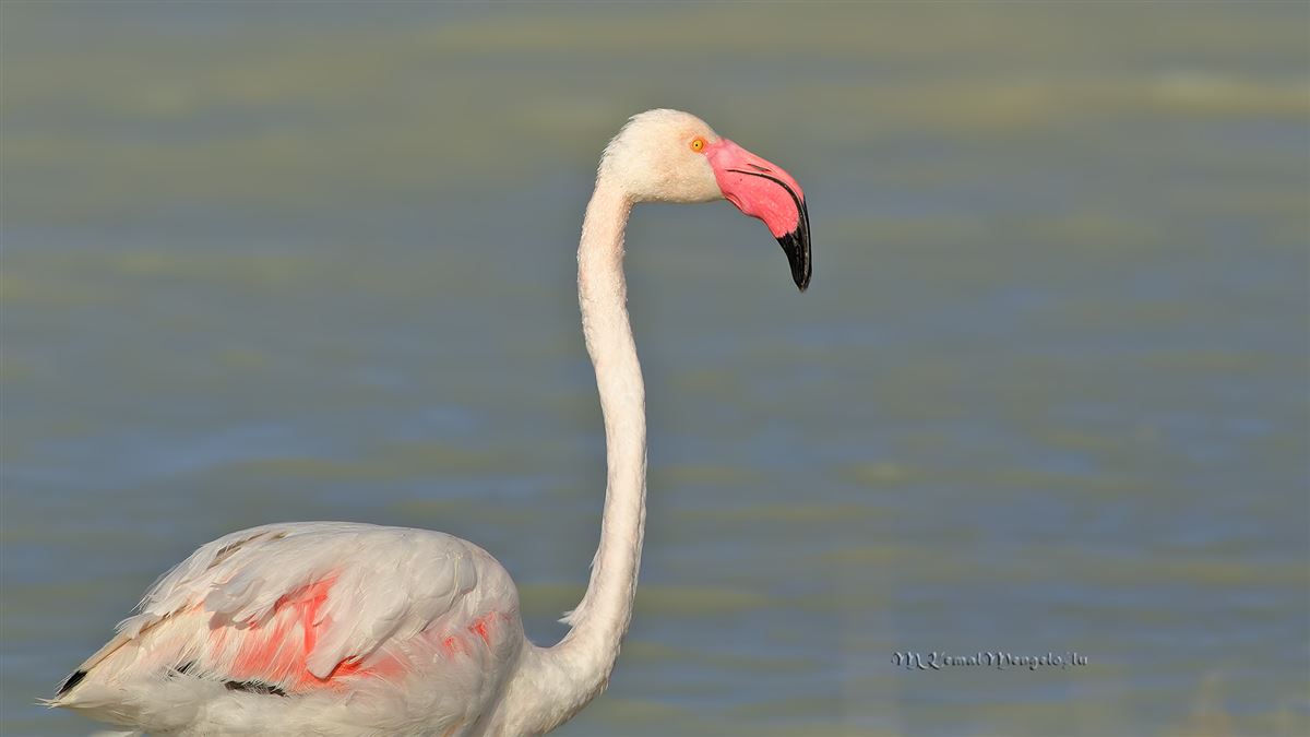 Flamingo