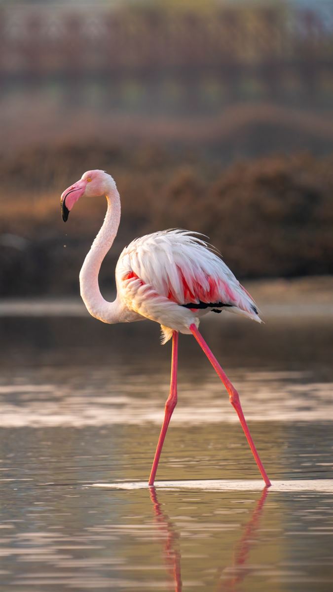 Flamingo