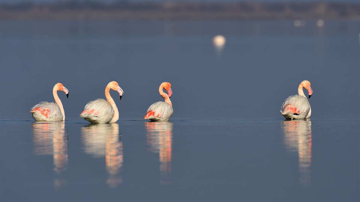 Flamingo