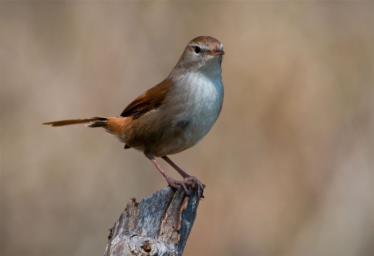 Kamışbülbülü