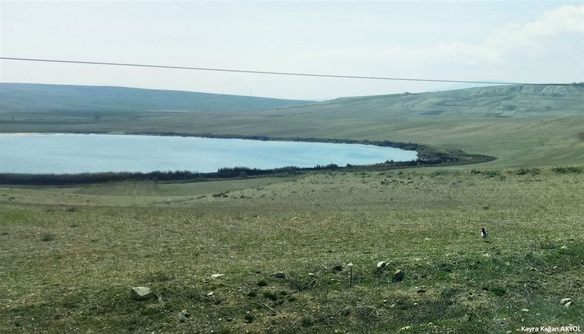 Saksağan