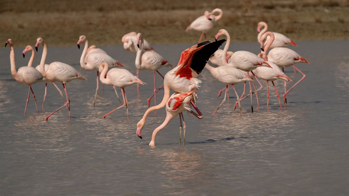 Flamingo