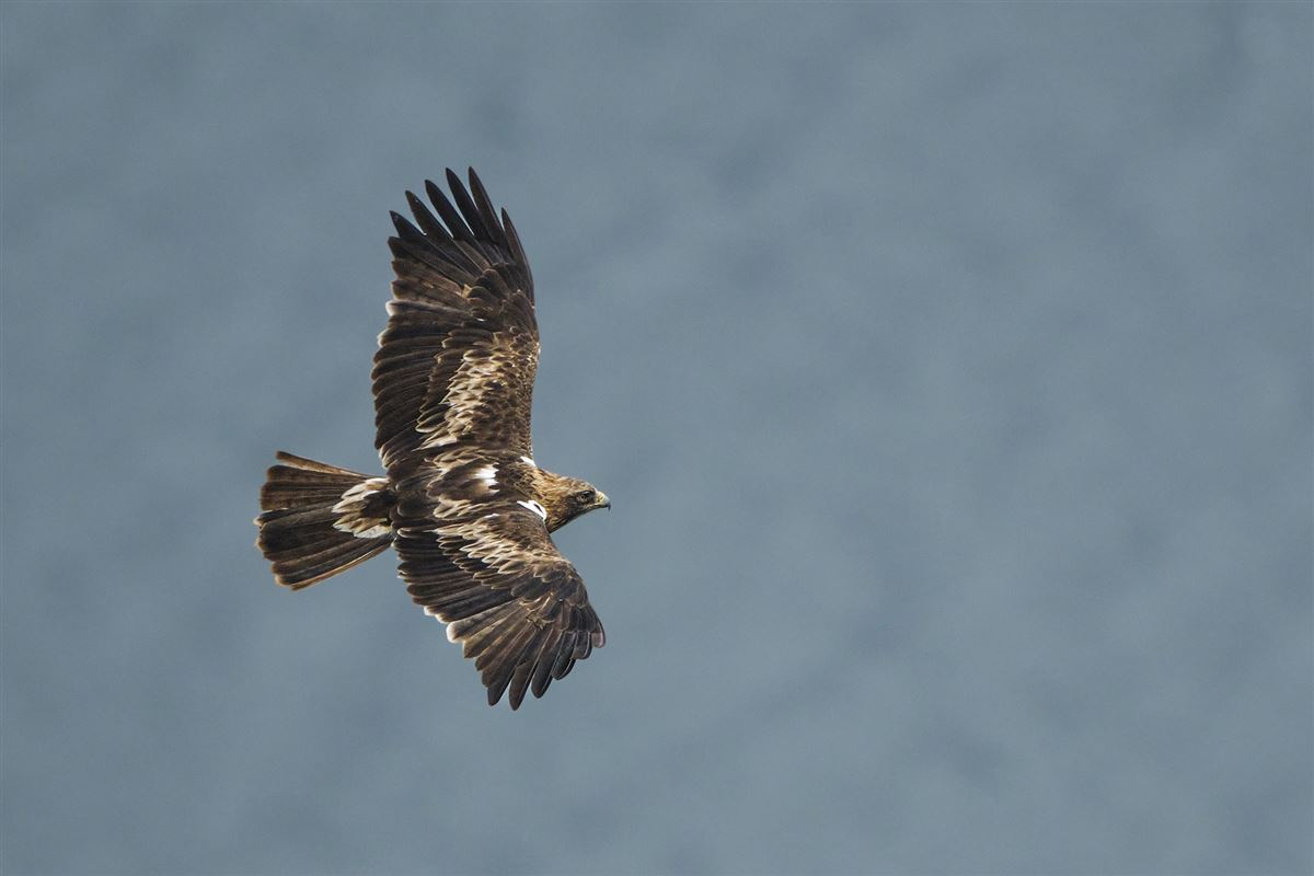 Küçük Kartal
