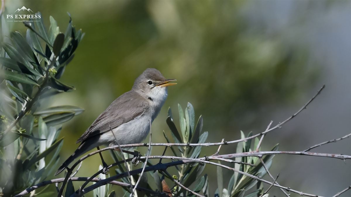 Zeytin Mukallidi