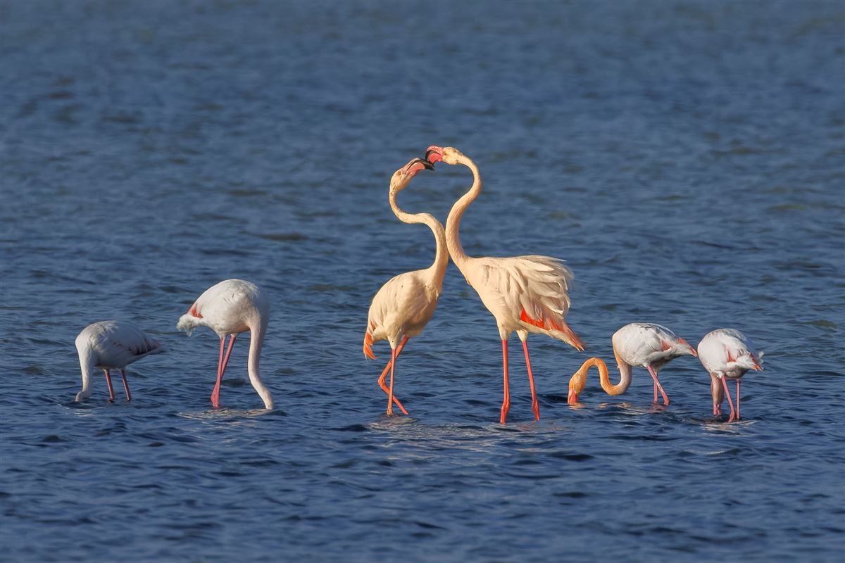 Flamingo