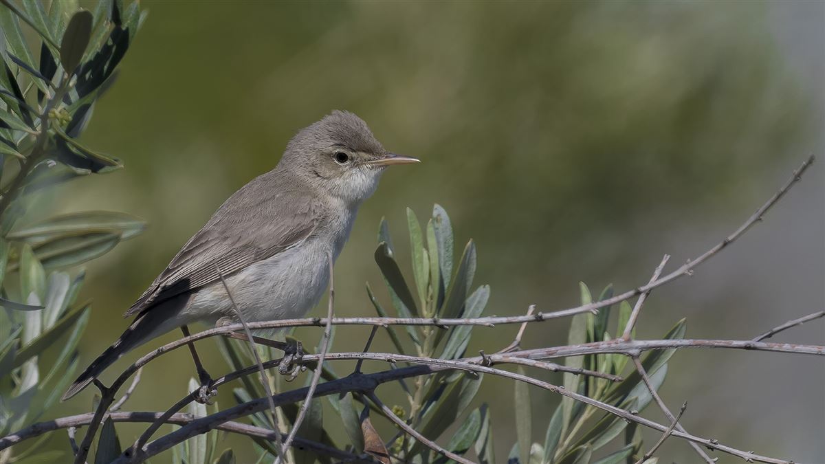 Zeytin Mukallidi