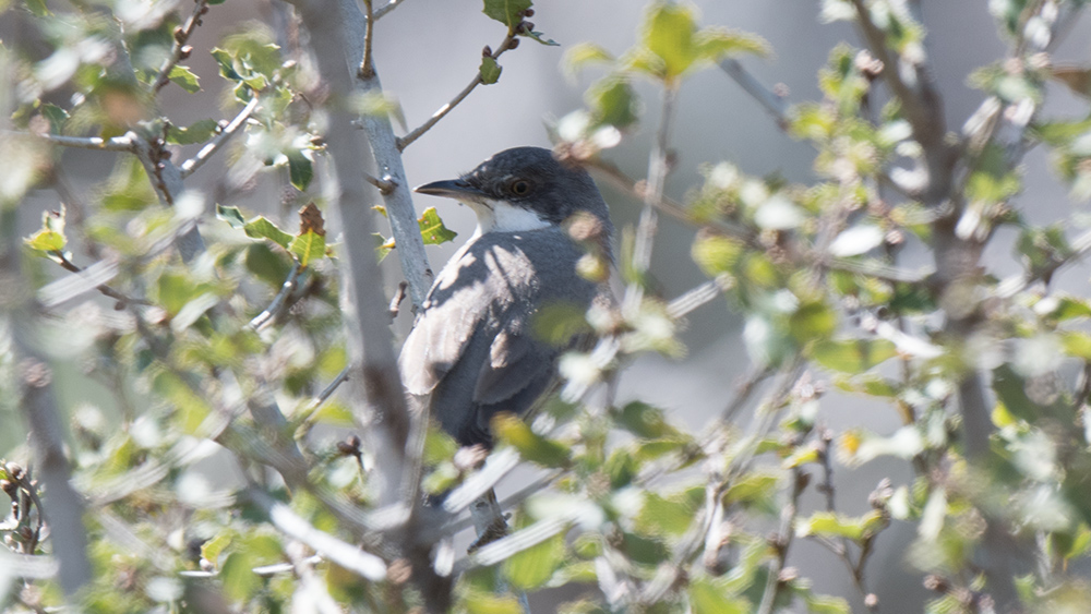 Eastern Orphean Warbler