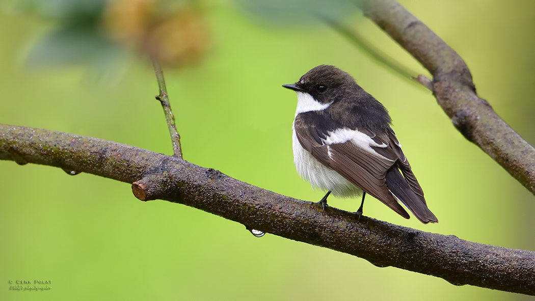 European Pied Flycatcher